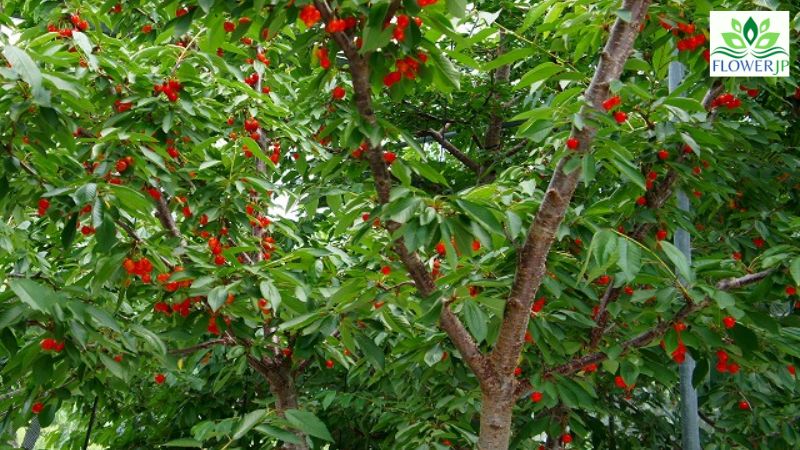 さくらんぼの木：開花から収穫まで