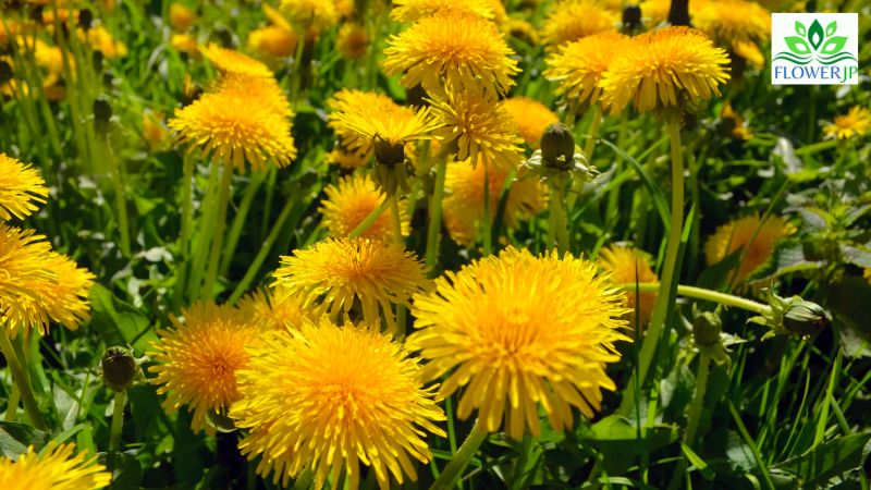 春に咲く黄色 花とその花言葉