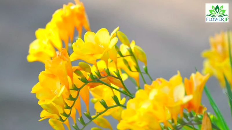 春に咲く黄色 花とその花言葉