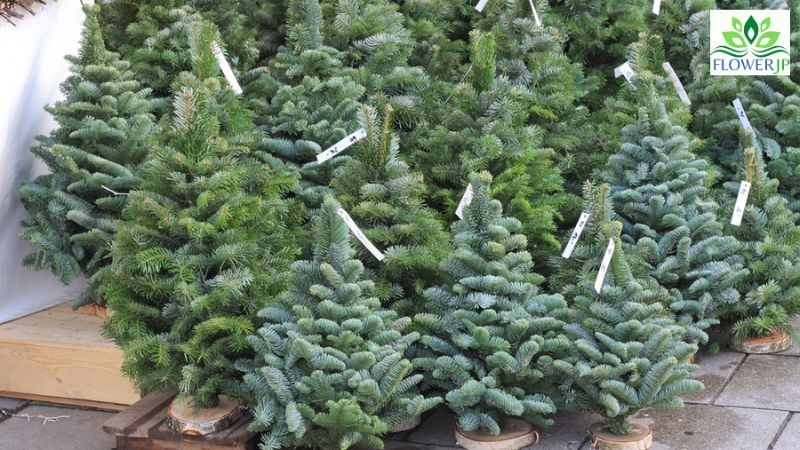 クリスマス ツリー の 木とは何ですか？