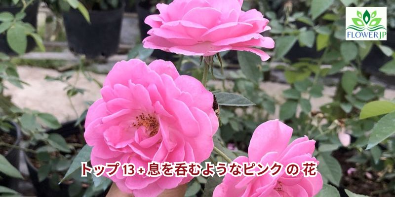 ピンク の 花