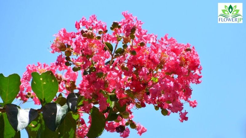 夏 に 咲く 花木: 百日紅（ミソハギ科）